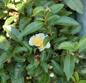 Kwiat krzewu herbacianego