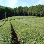 Plantacja herbaty w Ise