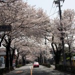 Wisnie nad droga w Musashino - Tokio